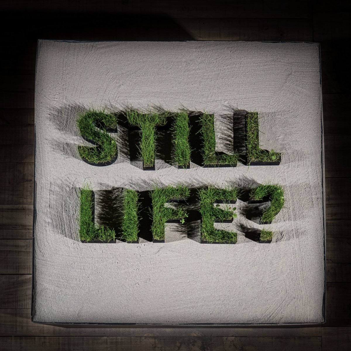 Still Life